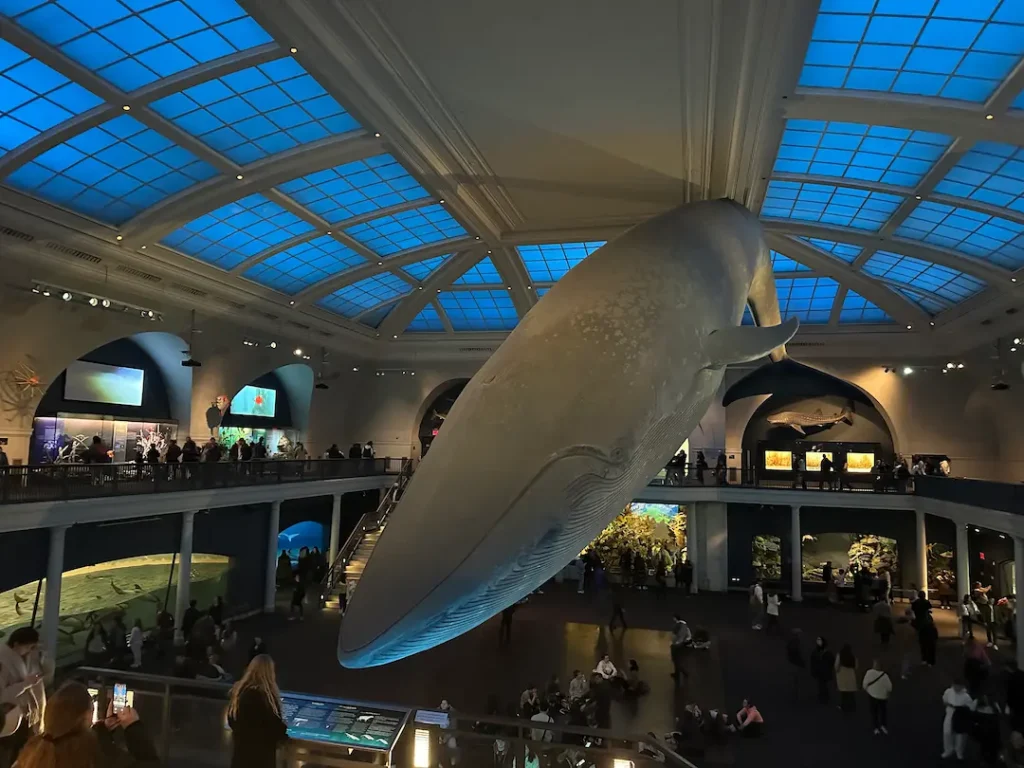 Photo de la baleine bleue en taille réelle suspendue à l'American museum of natural history, prise depuis le haut des galeries