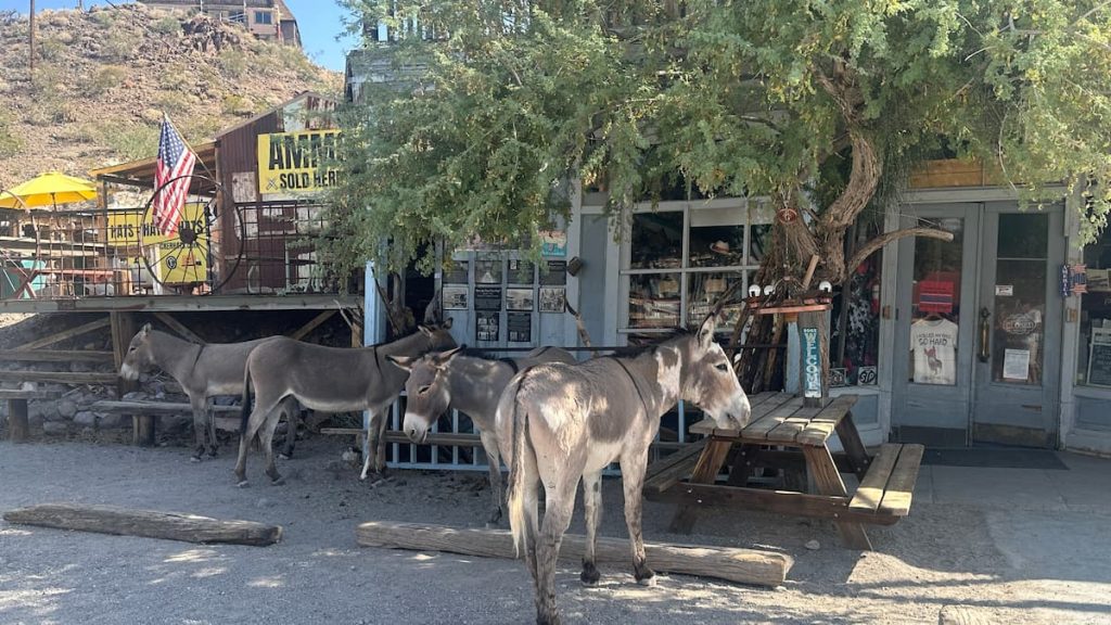 Anes devant un magasin, en pleine rue, à Oatman sur la route 66