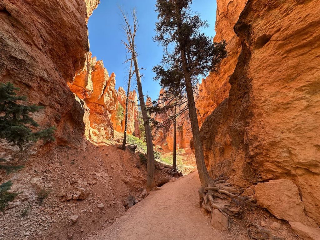 Photo des arbres dans l'amphithéâtre à Bryce Canyon National Park