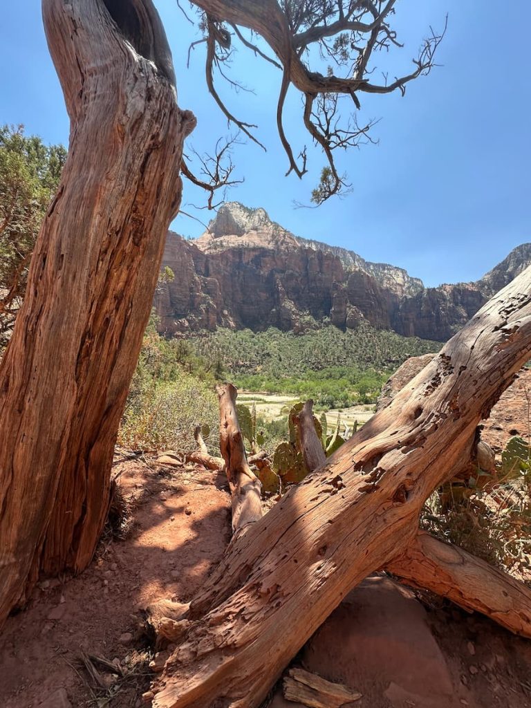 Photo d'un tronc d'arbre mort, donnant vue sur le canyon depuis la randonnée Emerald Pool à Zion National Park