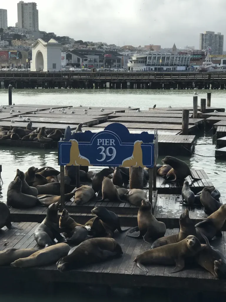 Les lions de mer de Pier 39 sur la barge en bois sous le panneau emblématique jaune et bleu du Pier à San Francisco Californie