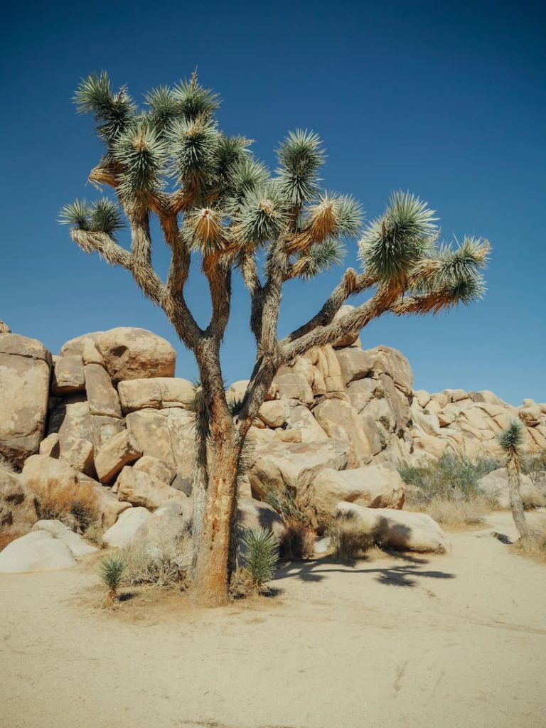 Photo d'un joshua tree au premier plan avec des pierres au second plan à Joshua Tree National Park