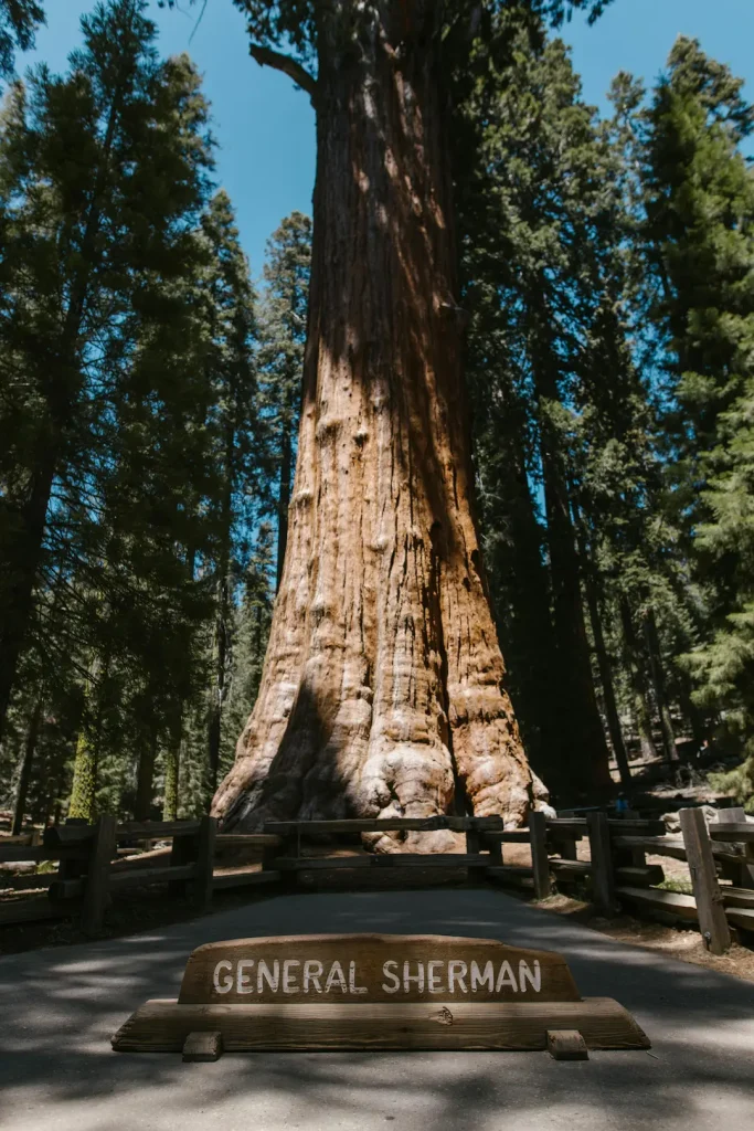 Photo du sequoia géant General Sherman, avec à ses pieds le panneau portant son nom, à Sequoia National Park, Californie