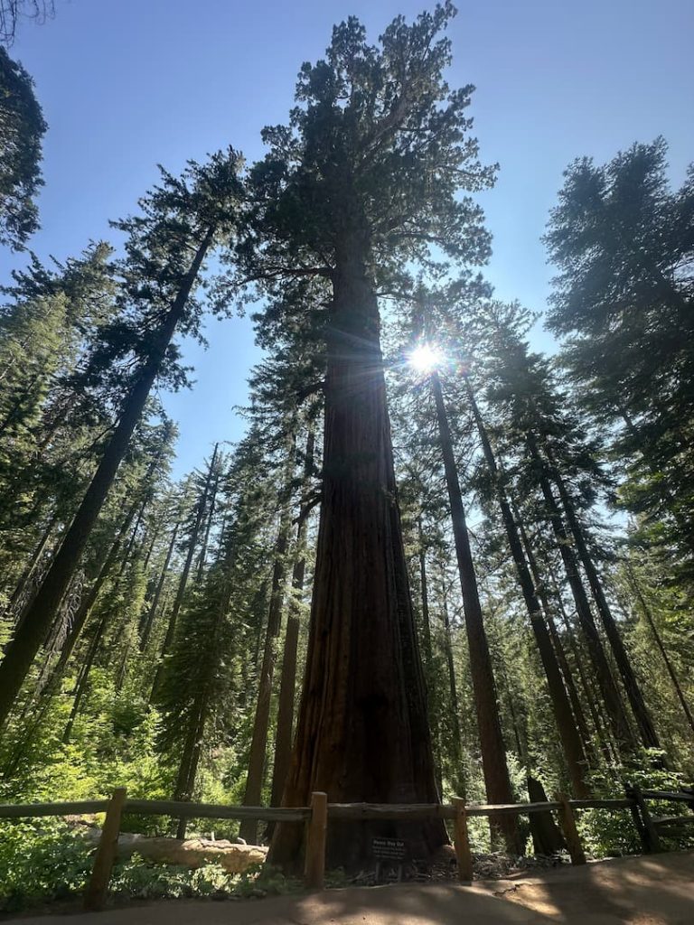 photo d'un sequoia géant à Yosemite en pleine foret avec le soleil derrière les feuillages