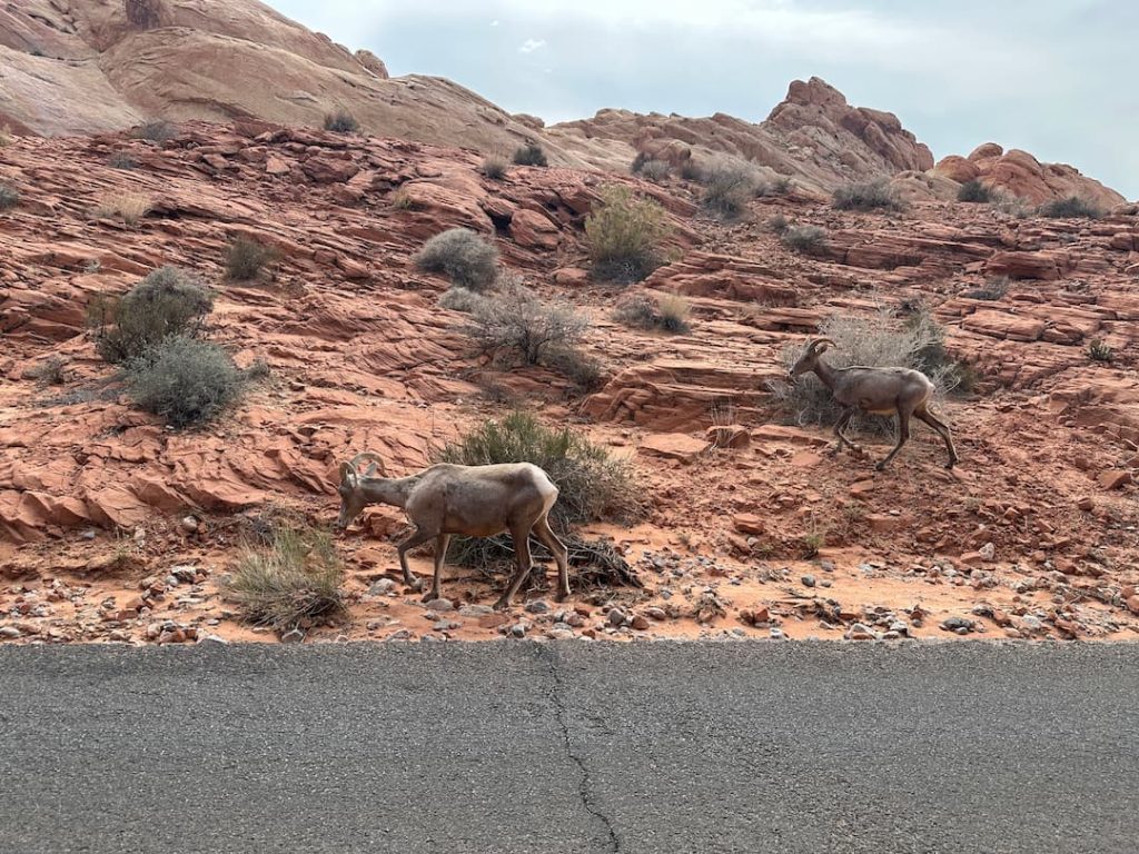 Bouquetins le long de la route en bitume de Valley Of Fire, Nevada, marchant sur les roches rouges au milieu de la végétation aride