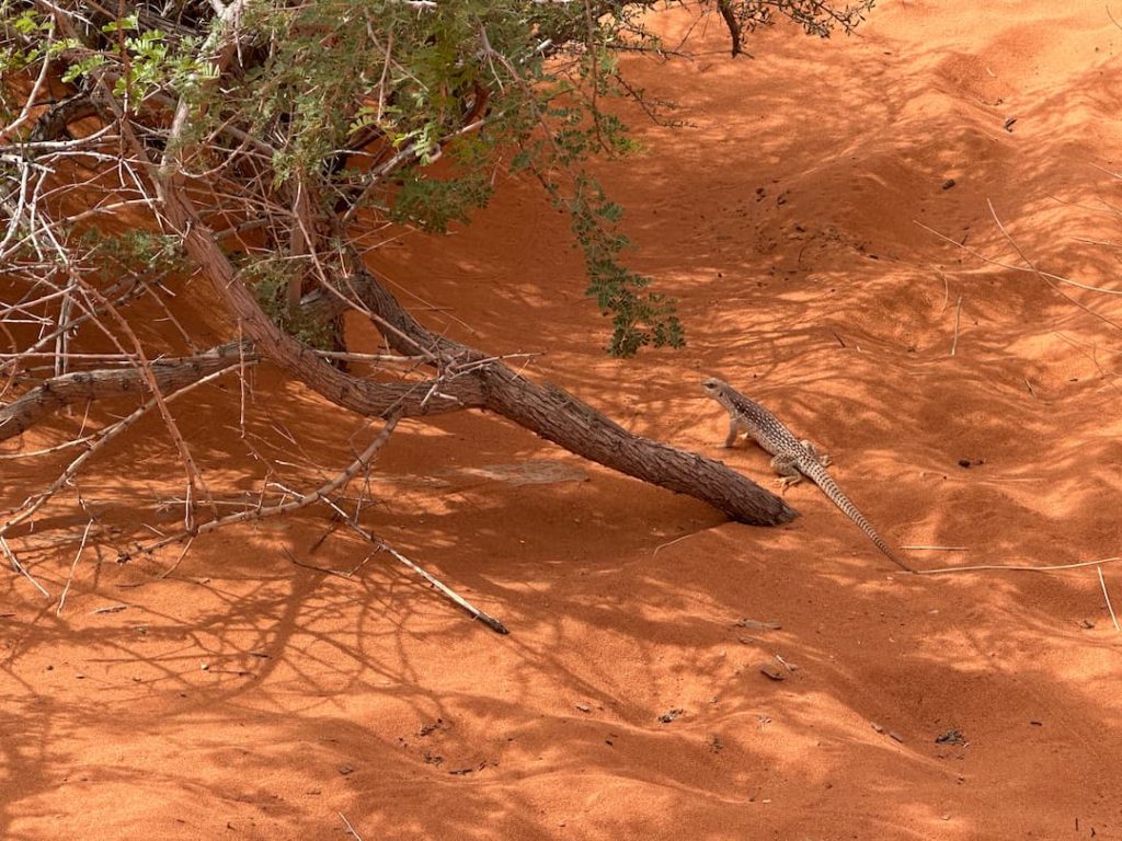 Un gros lézard sous un tronc d'arbre dans le sable rouge à Valley Of Fire, Nevada