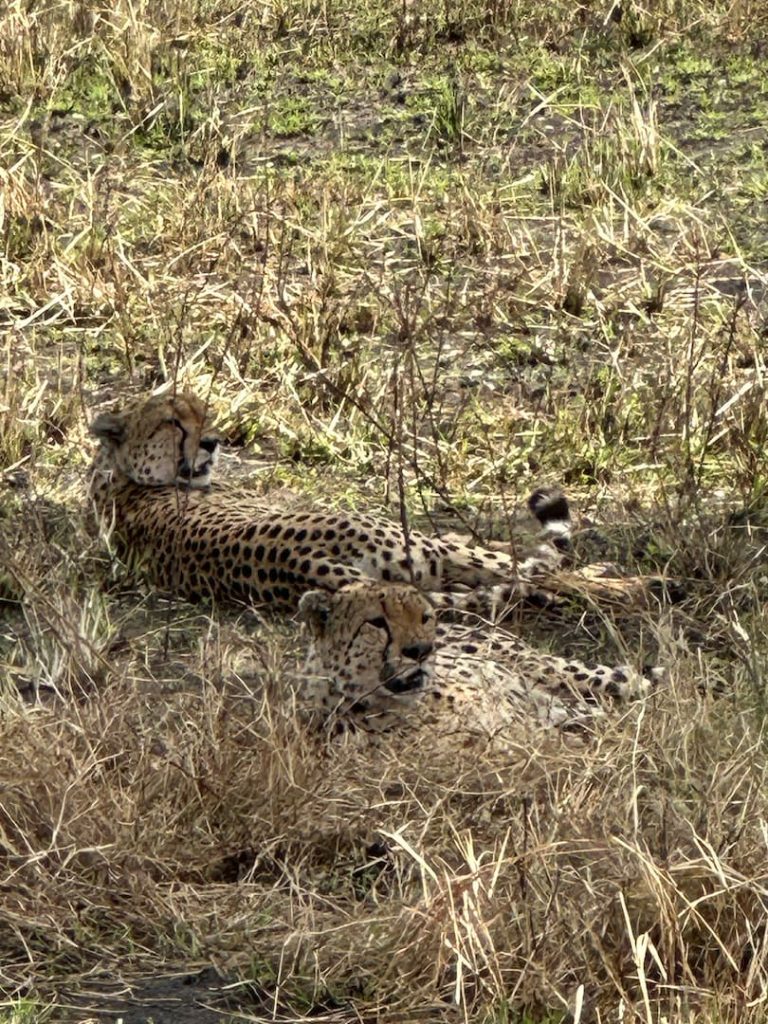 Deux guépards allongés dans les herbes de la plaine du Masaï Mara au Kenya