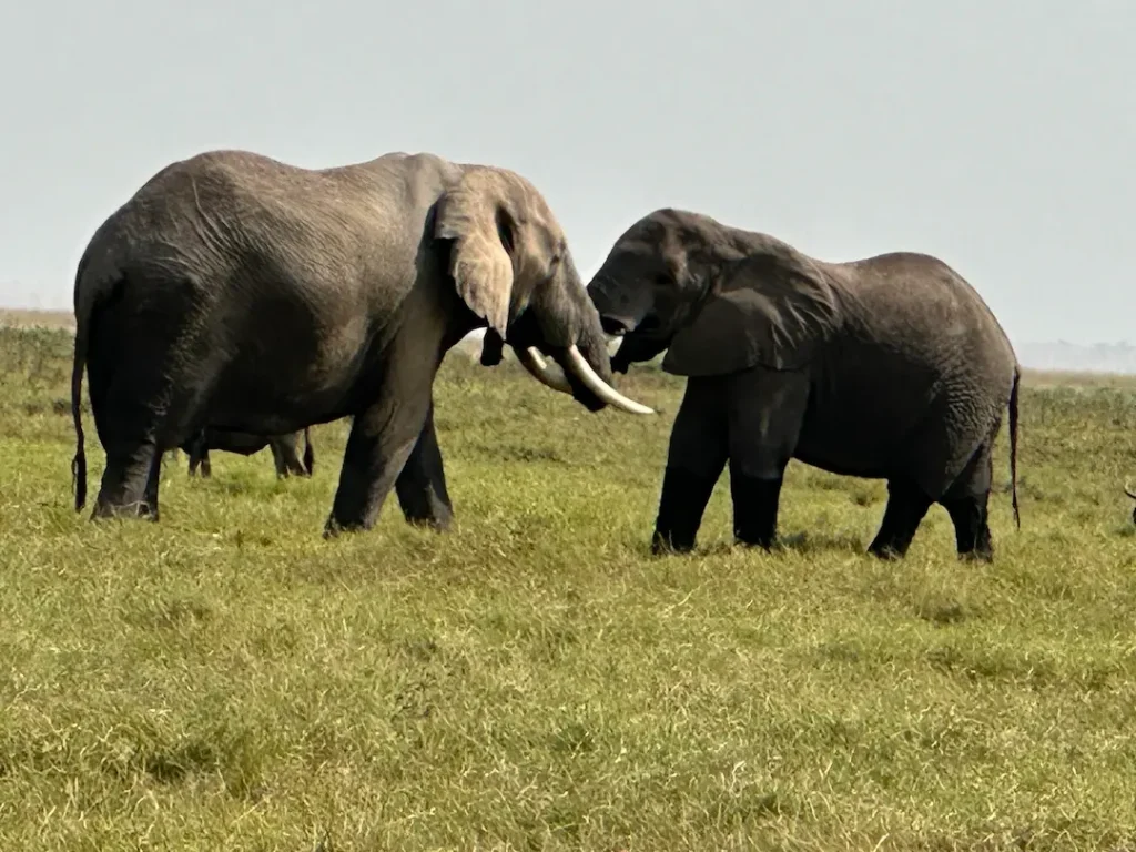 Deux males éléphants en train de se battre au Parc National d'Amboseli, Kenya