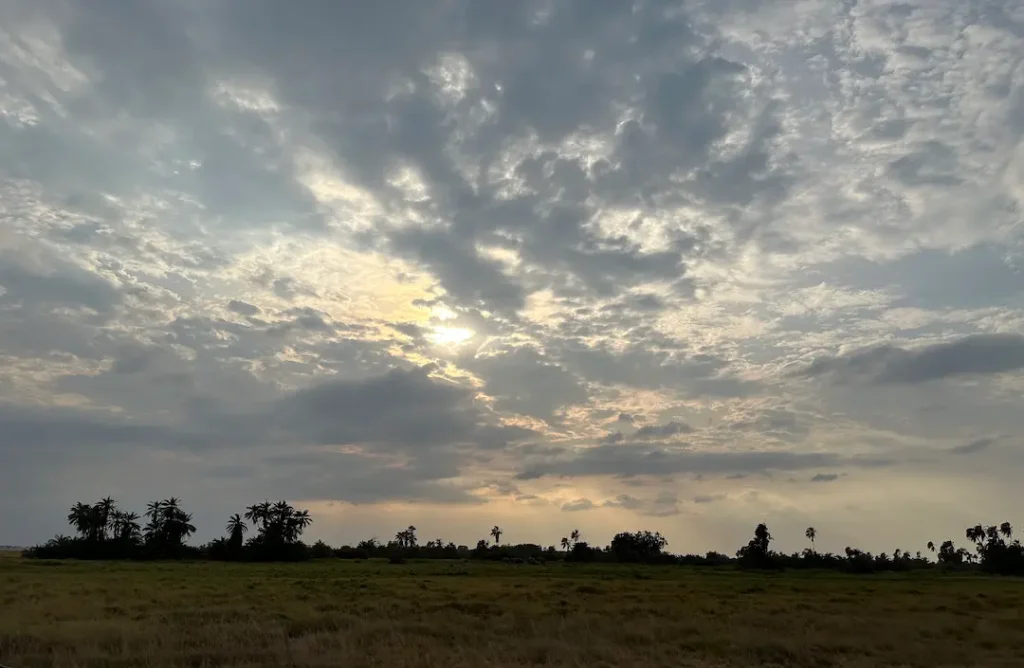 Paysage nuageaux à la tombée de la nuit, un troupeau d'éléphants se déplaçant devant une forêt, au Parc National d'Amboseli, Kenya