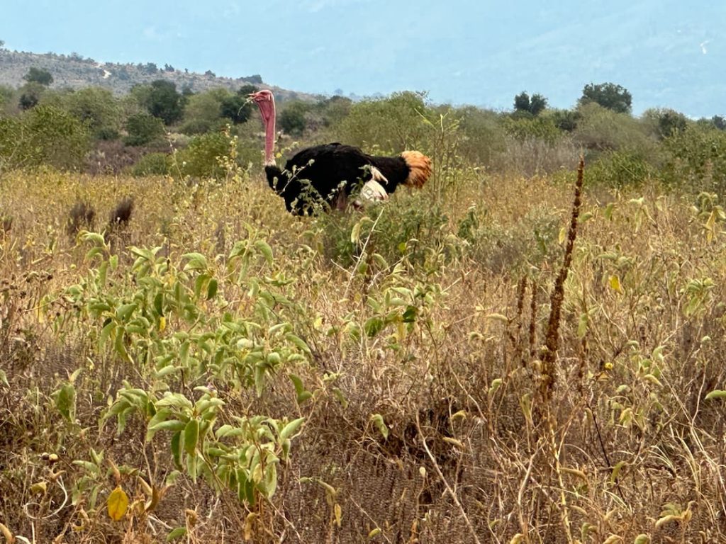 Autruche masaï mâle, à la réserve de Taita Hills, Kenya
