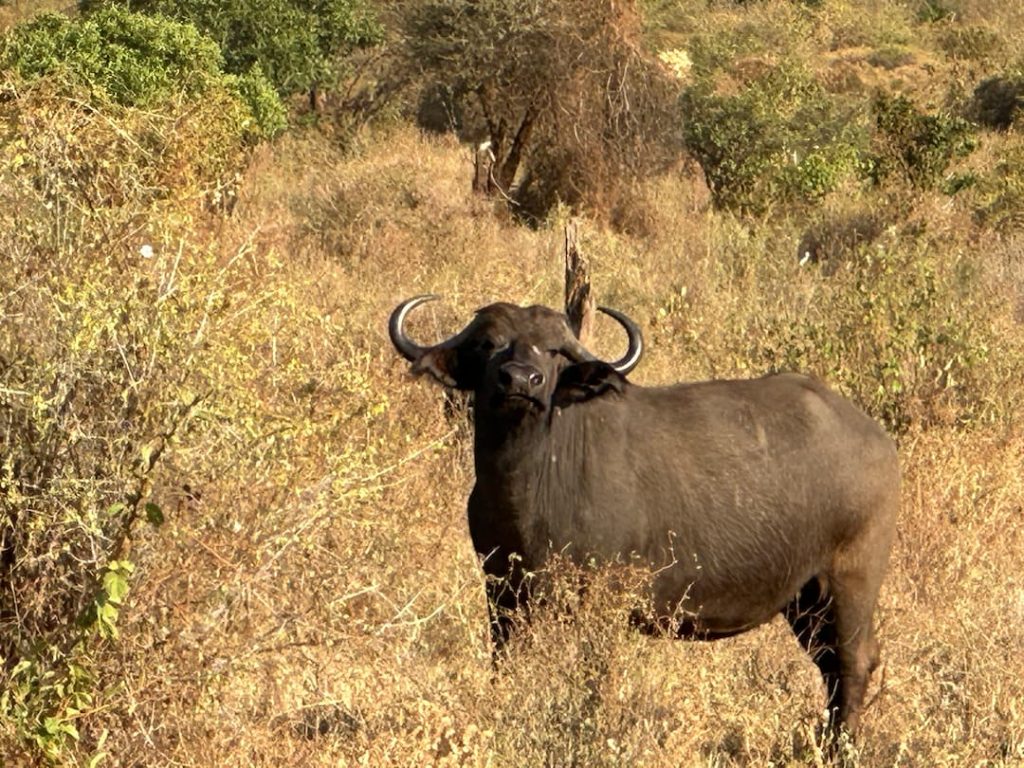 Buffle humant l'air dans la savane au Parc National de Tsavo Ouest, Kenya