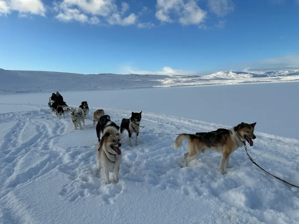 Attelage de chiens de traineaux avec une maman et son ado assis sur le traineau, sur un lac enneigé à Mosfellsbær, Islande