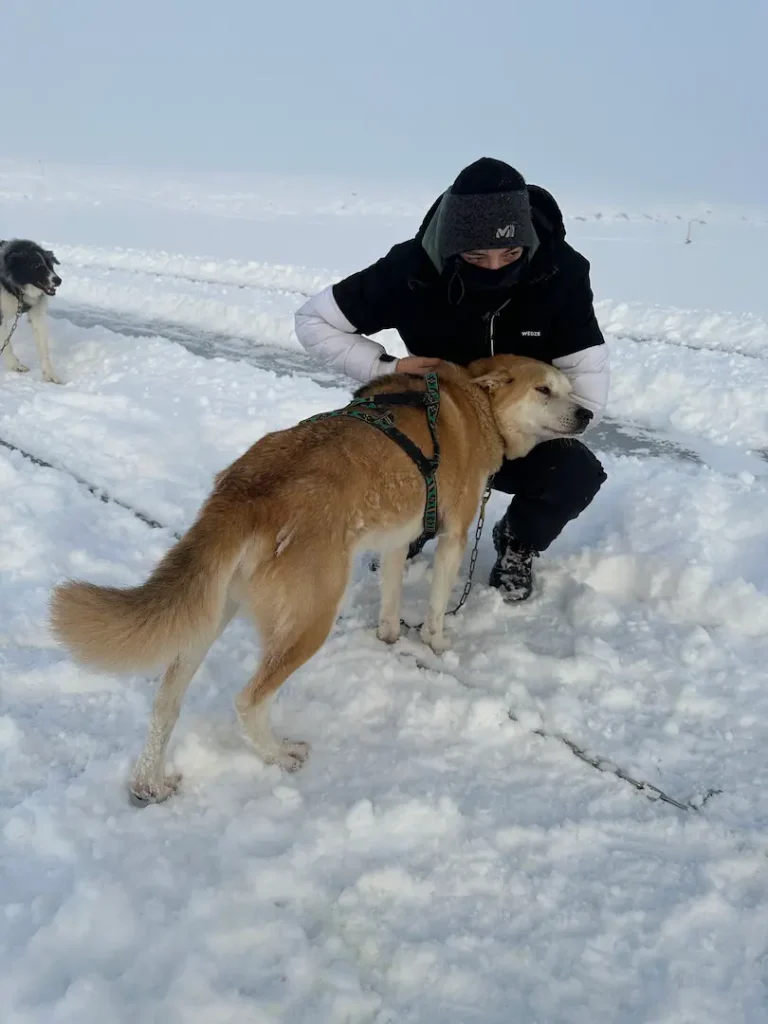 Un adolescent carressant un chien d'attelage de traineau, dans la neige, à Mosfellsbær, Islande