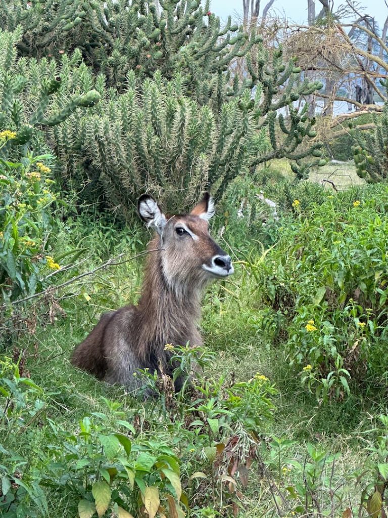 Cob couché dans les fourrés, sur l'ile de Crescent Island, au Lac Naivasha, au Kenya