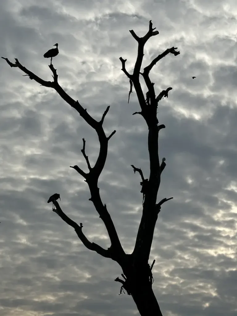 arbre à contre jour et oiseaux sur les branches, sur l'ile de Crescent Island, au Lac Naivasha, au Kenya