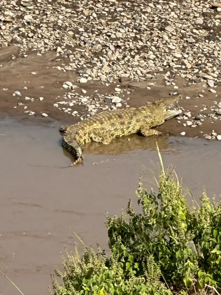 Crocodile sur les berges de la Mara River dans le Parc National du Masaï Mara au Kenya