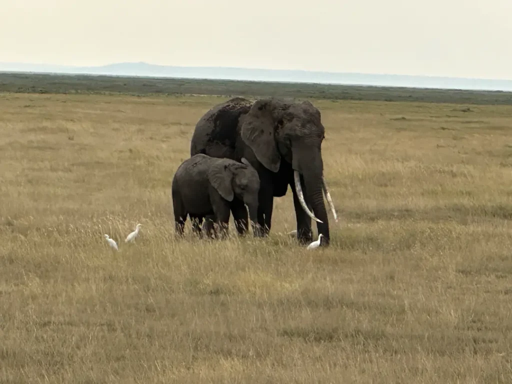 Maman éléphant et son éléphanteau au Parc National d'Amboseli, Kenya