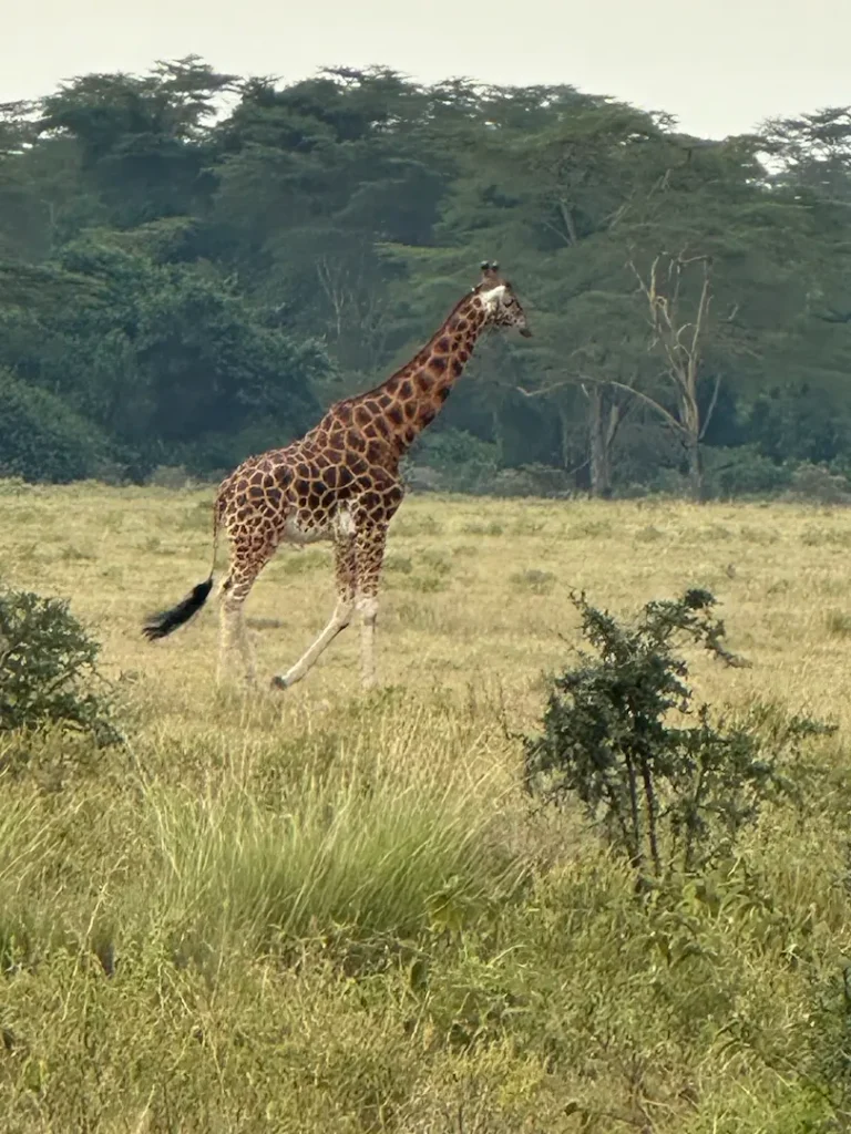 Girafe de Rothschild au Lake Nakuru National Park, Kenya
