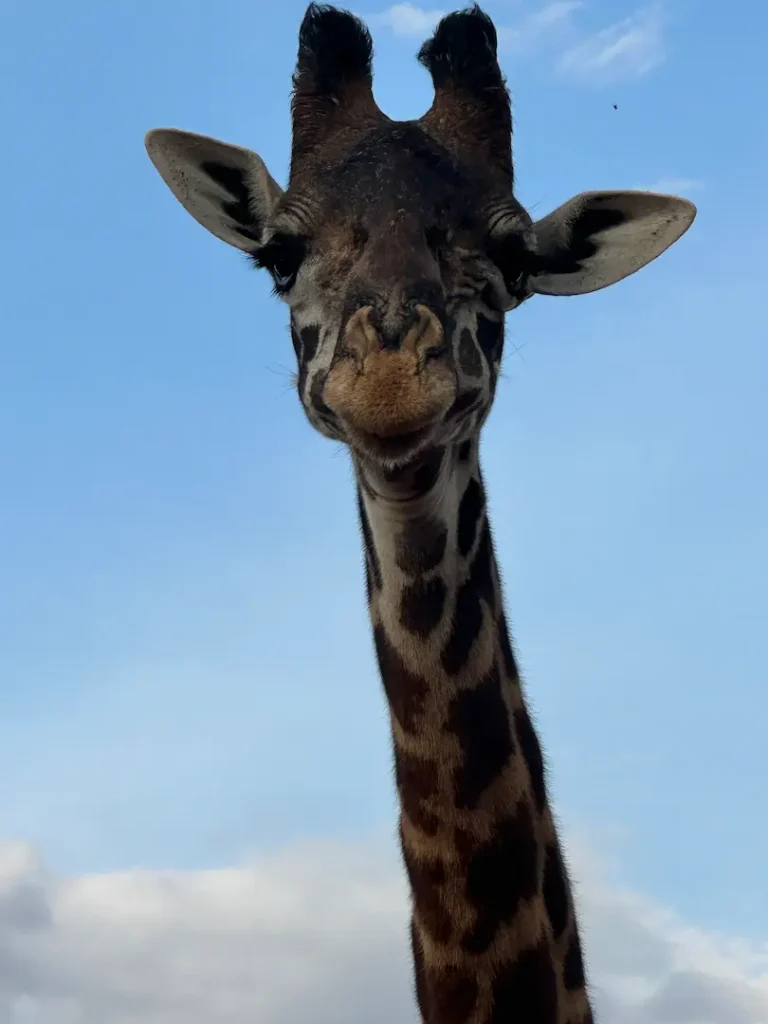 Portrait d'une girafe sur fond de ciel bleu, au Parc National de Tsavo Ouest, Kenya