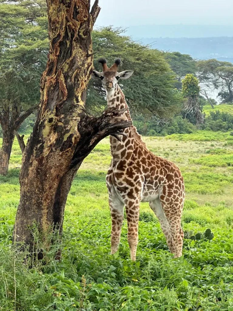 Girafon devant un arbre sur l'ile de Crescent Island, au Lac Naivasha, au Kenya