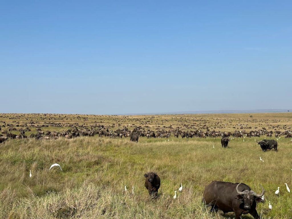 Plaine du Masai Mara avec troupeaux de gnous et de zèbres durant la grande migration, Kenya