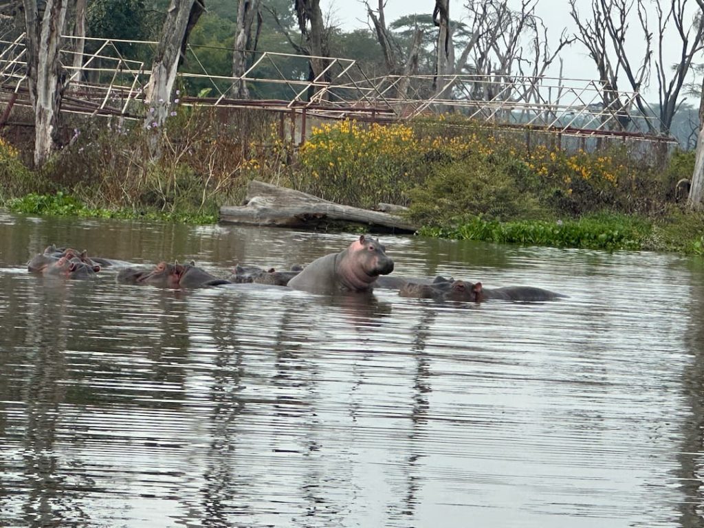 Famille d'hippopotames dans l'eau du Lac Naivasha, au Kenya