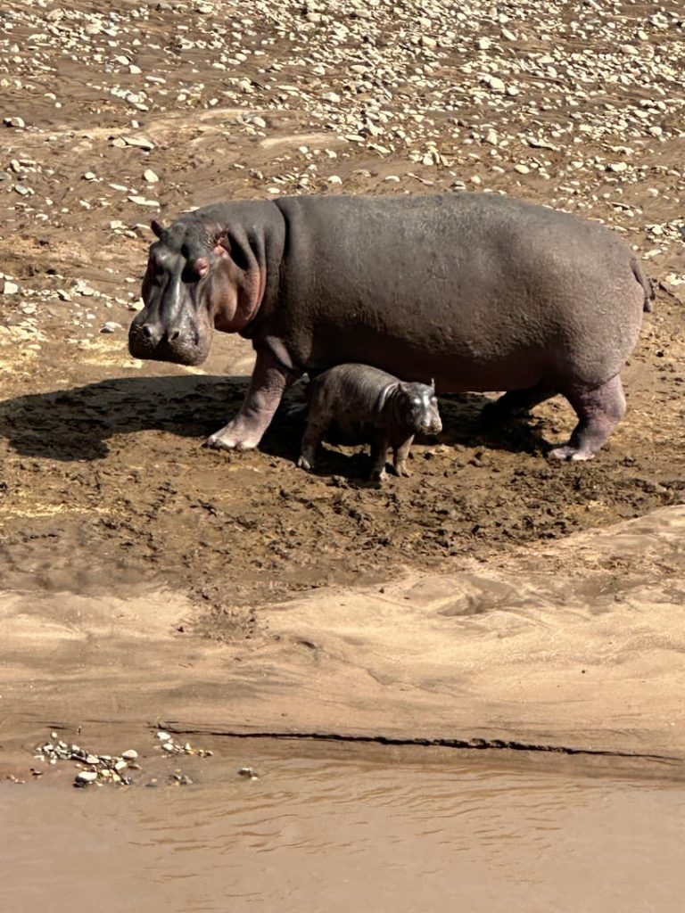 Maman hippopotame et son bébé, au milieu de la Mra River dans le Parc National du Masaï Mara au Kenya