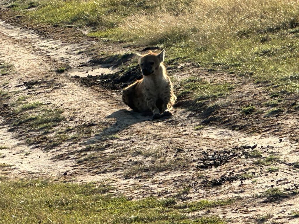 Hyène coucher sur un chemin dans le Parc National du Masaï Mara au Kenya