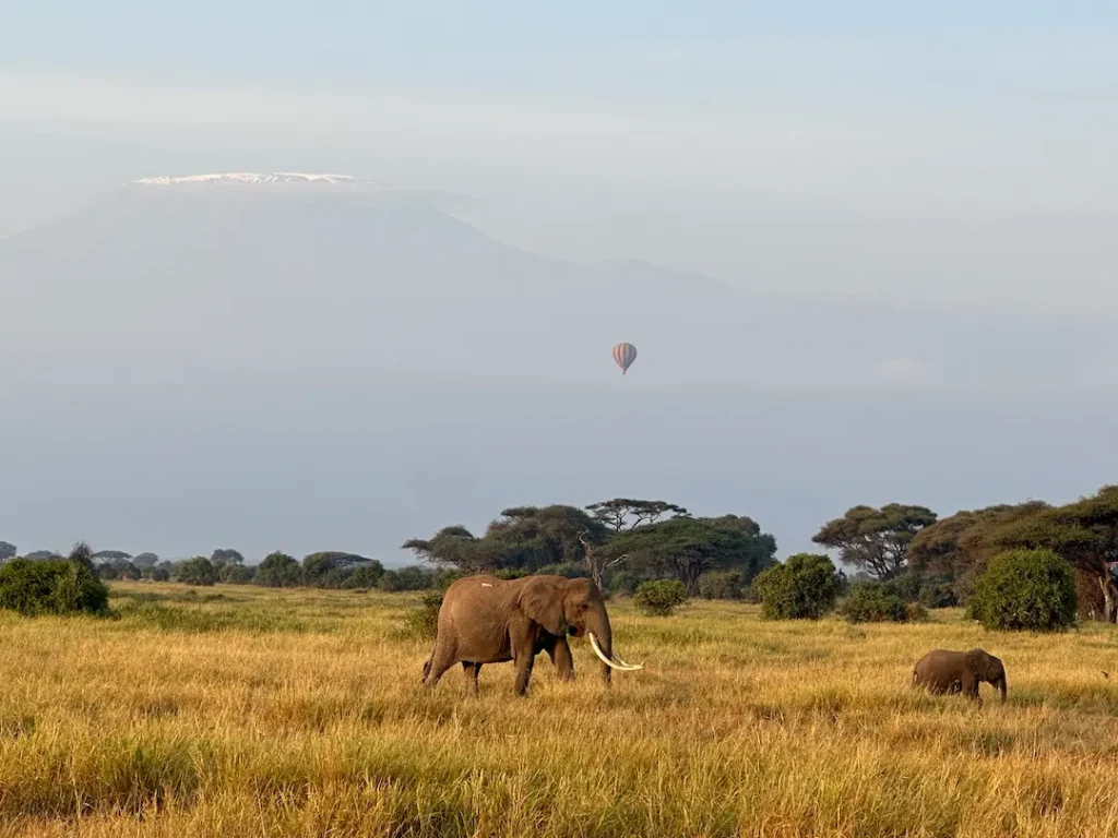 Maman éléphant et son éléphanteau devant le Kilimanjaro avec une montgolfière dans le ciel, au Parc National d'Amboseli, Kenya