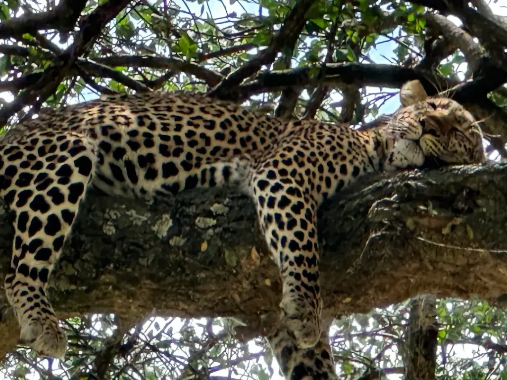 Léopard dormant dans un arbre au Parc national du Masai Mara, Kenya