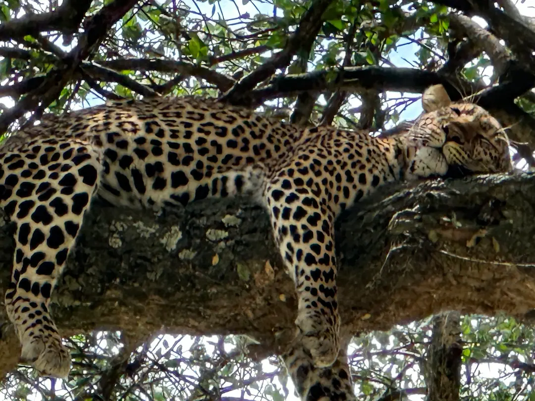 Léopard dormant dans un arbre au Masai Mara, Kenya
