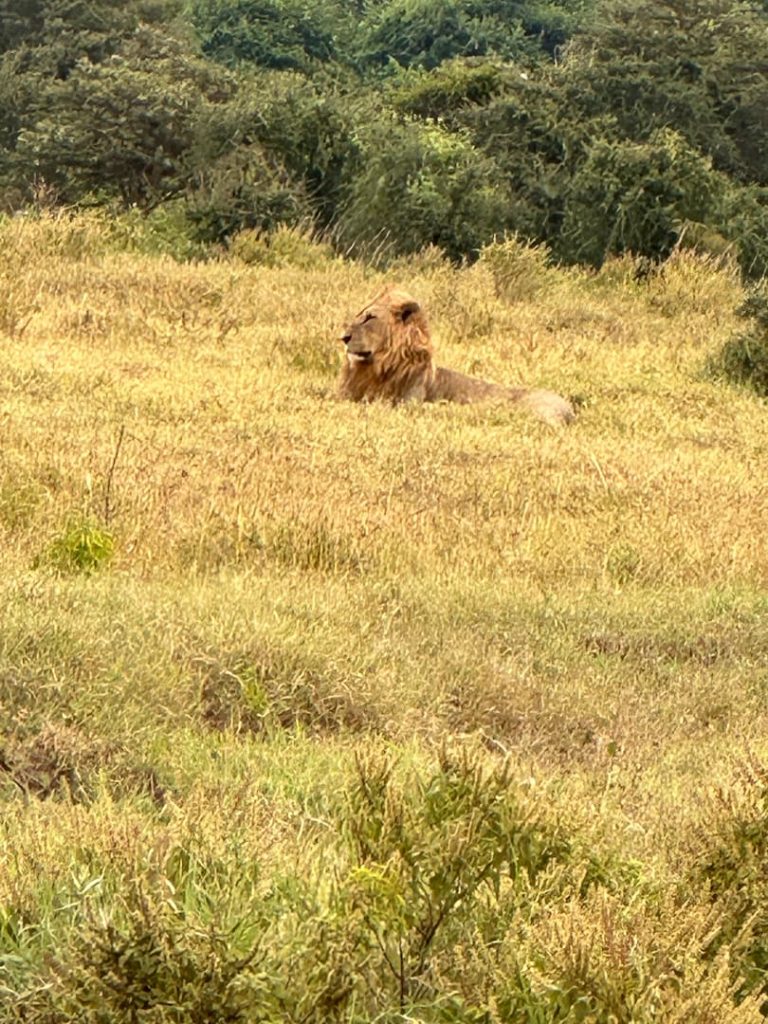 Lion mâle couché dans la savane au Parc National d'Amboseli, Kenya