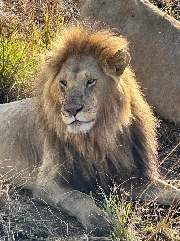 Lion male avec une grande crinière couché devant un jeune male au Masai Mara, Kenya