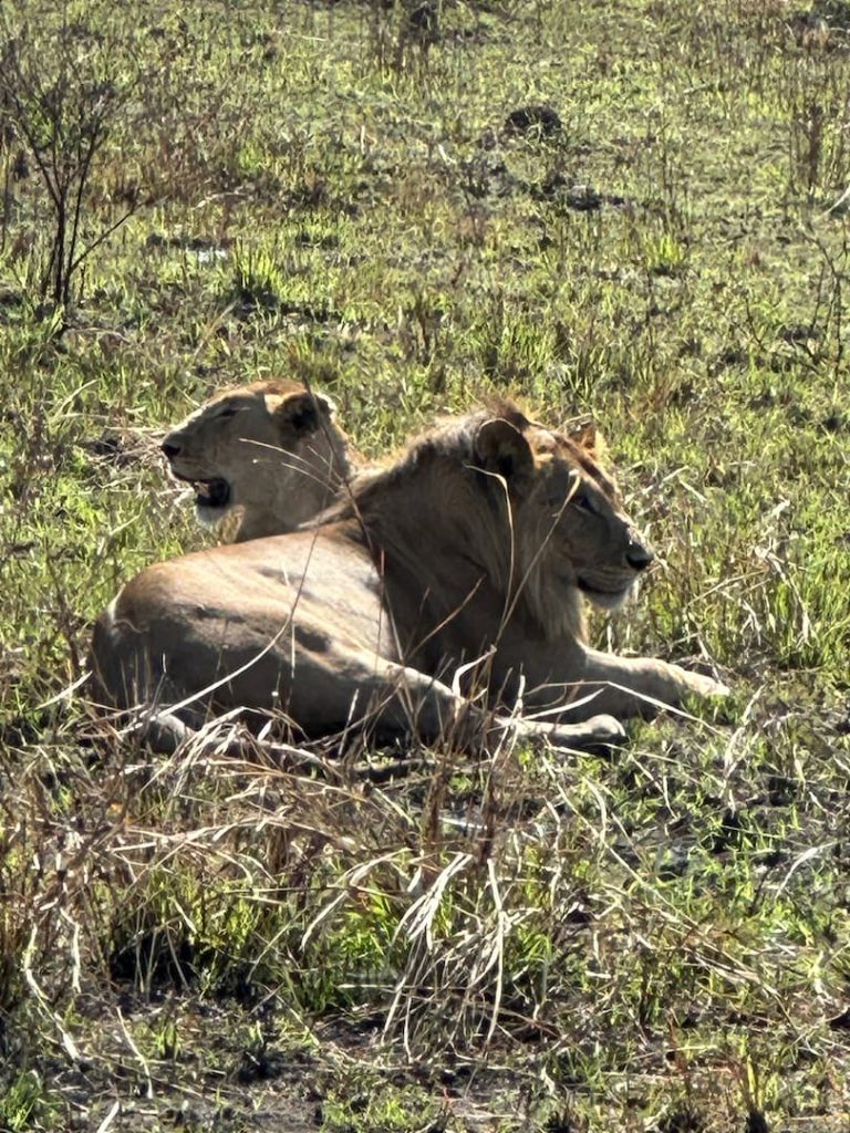 Couple de lions couchés l'un à côté de l'autre, au Masai Mara, Kenya