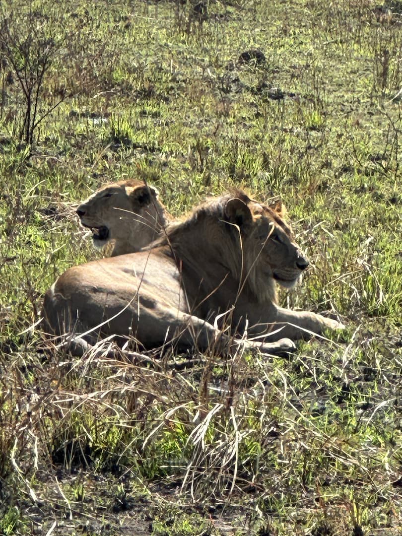 Couple de lions couchés l'un à côté de l'autre, au Masai Mara, Kenya