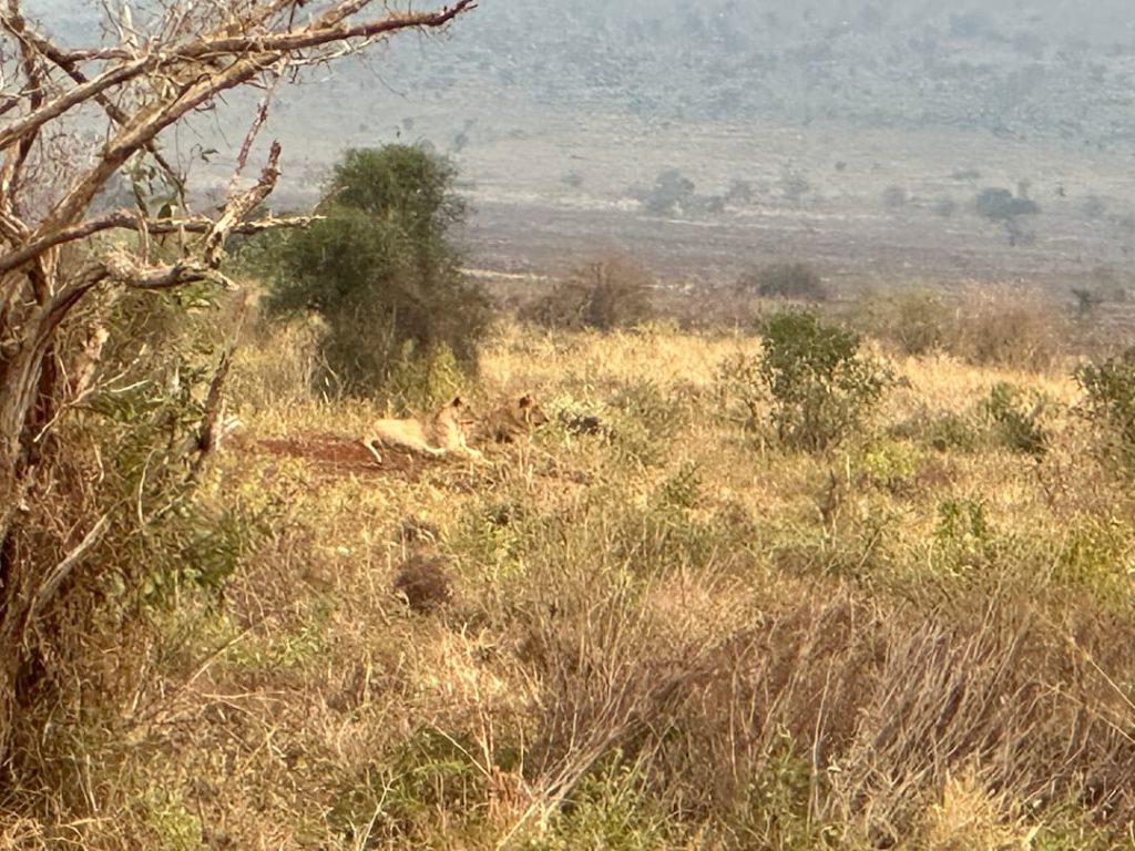 Lions couché dans la plaine aride à la réserve de Taita Hills, Kenya
