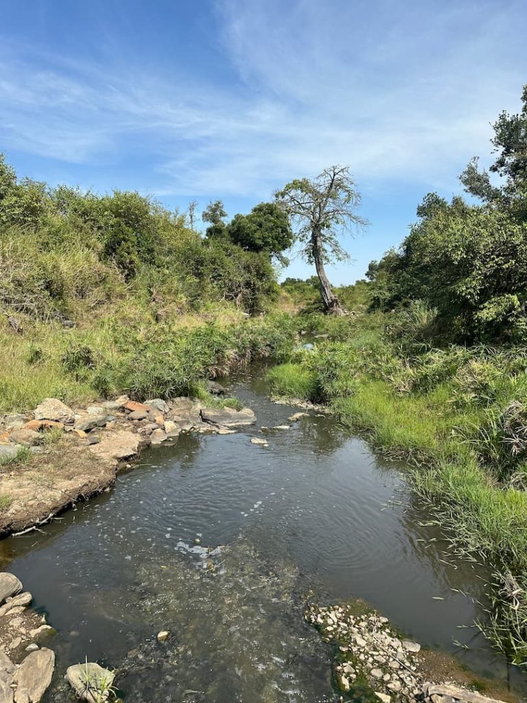 Petite rivière dans le Parc National du Masaï Mara au Kenya