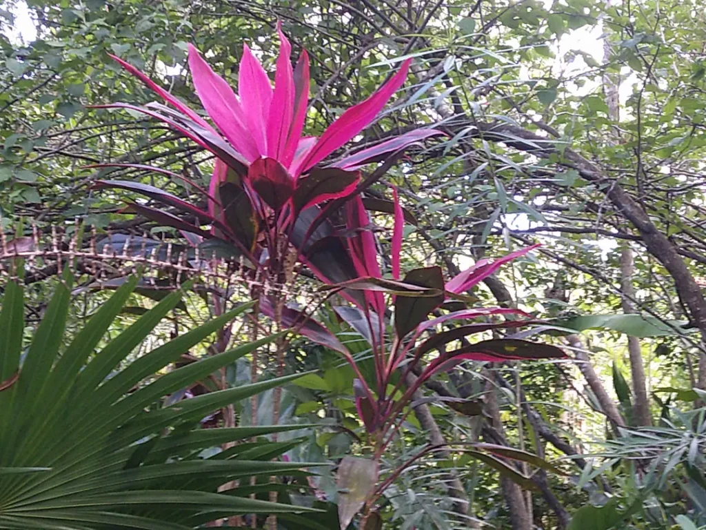 Fleur rose magnifique à Punta Laguna près de Tulum au Mexique
