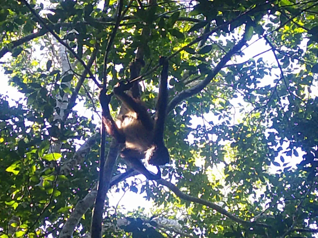 Singe araigné dans les arbres dans la réserve de Punta Laguna près de Tulum au Mexique