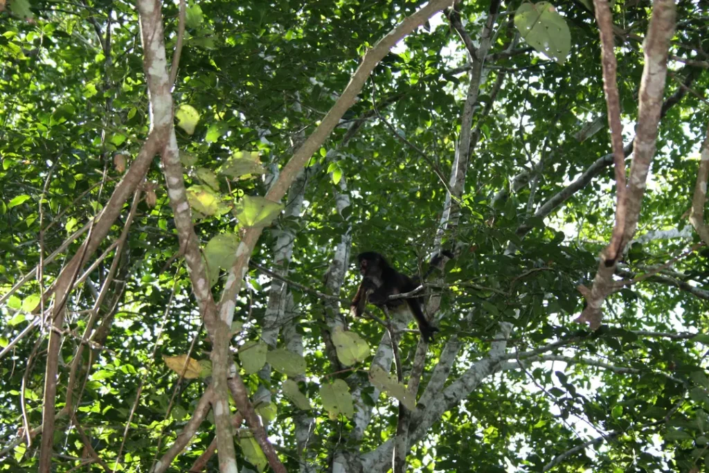 Singe huleur dans les arbres à Punta Laguna près de Tulum au Mexique