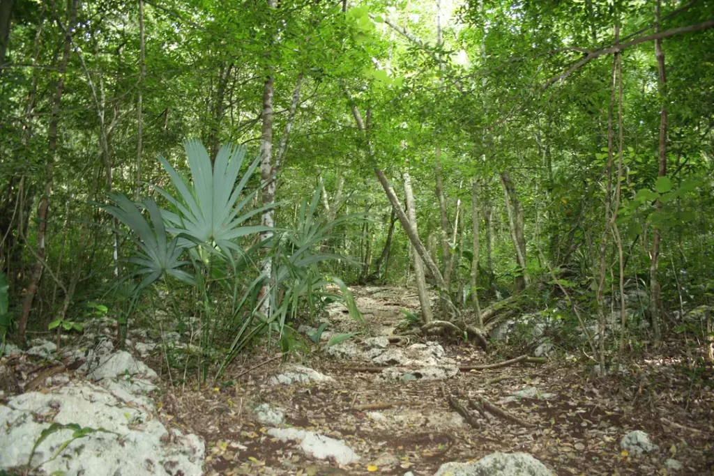 Chemin arboré dans la réserve de Punta Laguna près de Tulum au Mexique