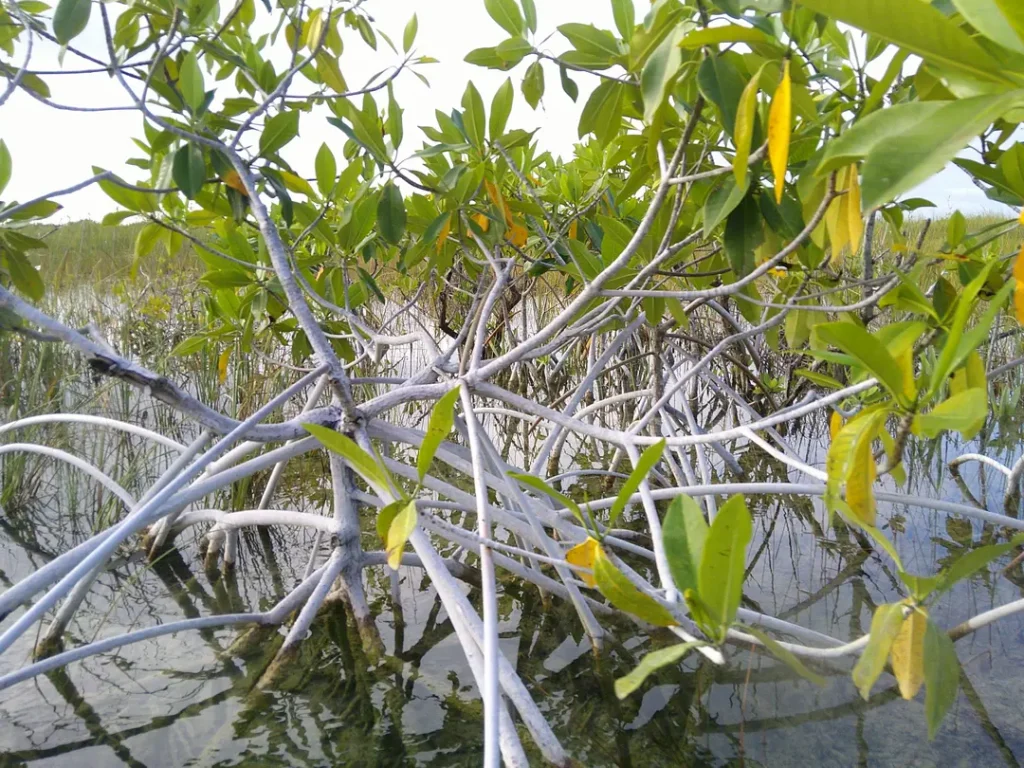 Mangrove dans la réserve de Sian Ka’an à Tulum au Mexique