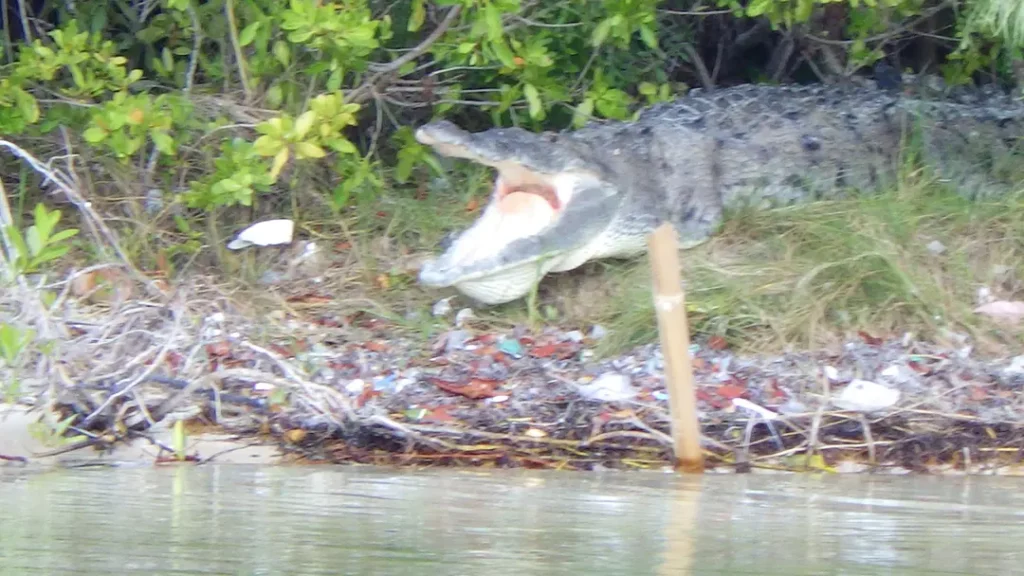 Crocodile dans la mangrove dans la réserve de Sian Ka’an à Tulum au Mexique