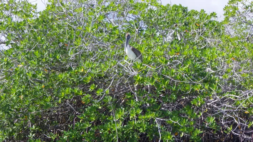 Oiseau sur un arbre dans la mangrove dans la réserve de Sian Ka’an à Tulum au Mexique