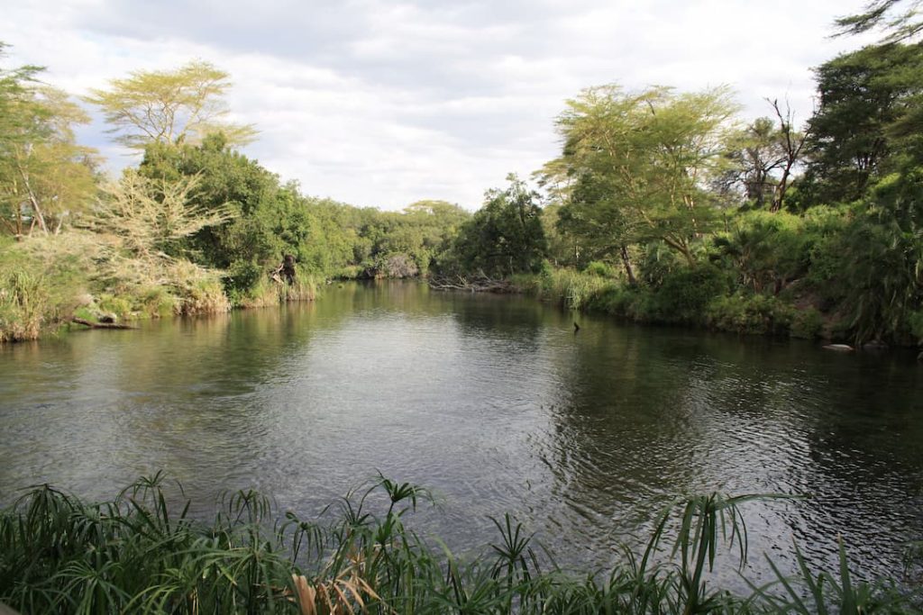 Mzima Springs au Parc National de Tsavo Ouest, Kenya