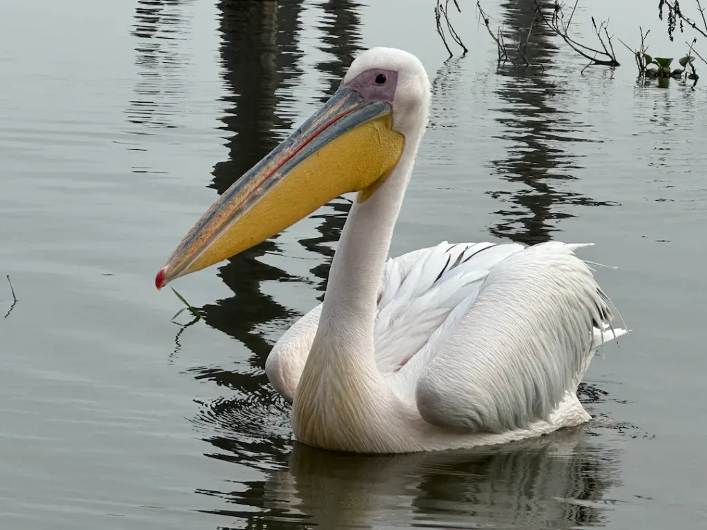 Pélican sur le Lac Naivasha, au Kenya