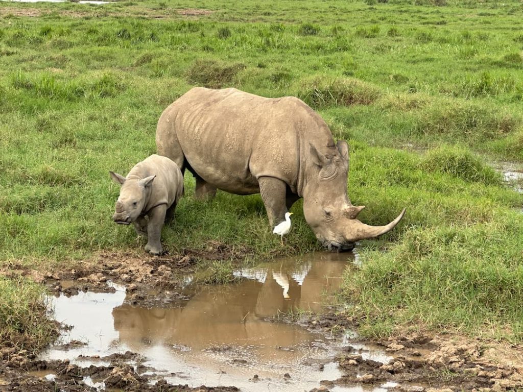Maman rhinocéros et son bébé en train de manger dans une plaine du Parc National du Lac Nakuru, Kenya