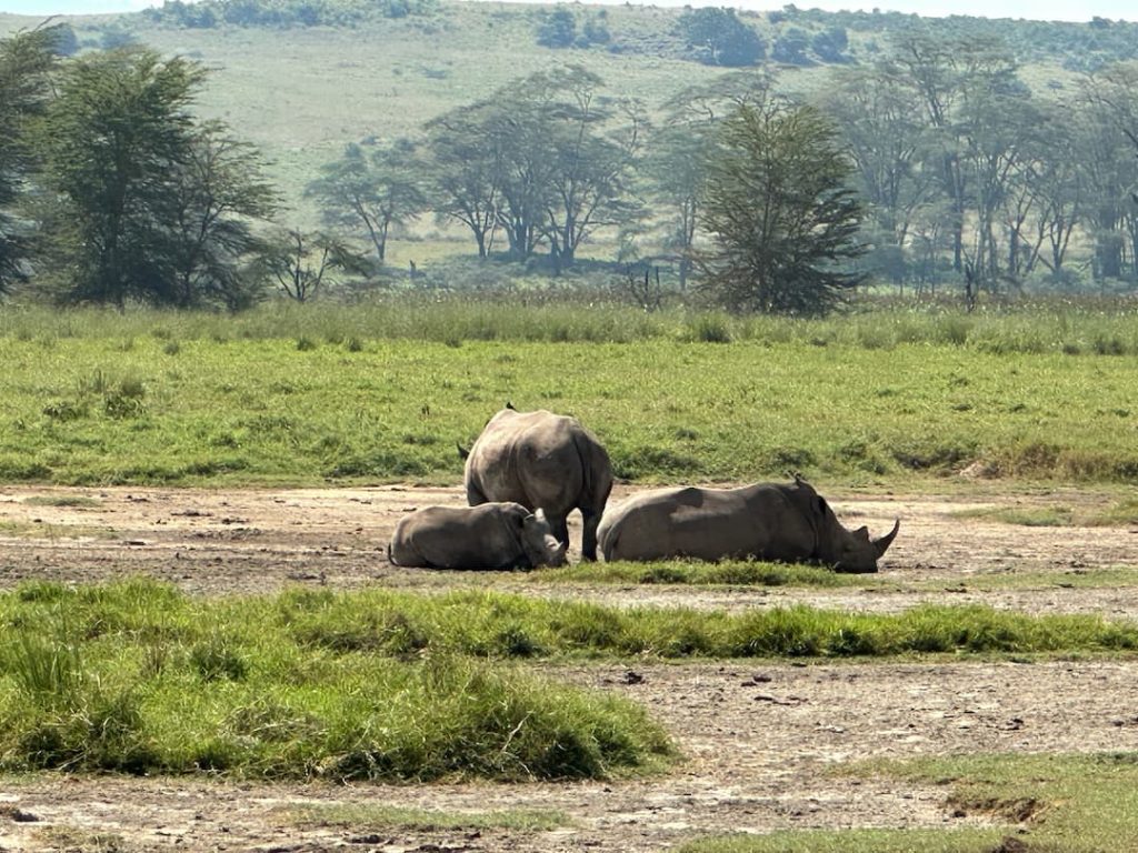 3 rhinocéros couchés au milieu de la savane au Lake Nakuru National Park, Kenya
