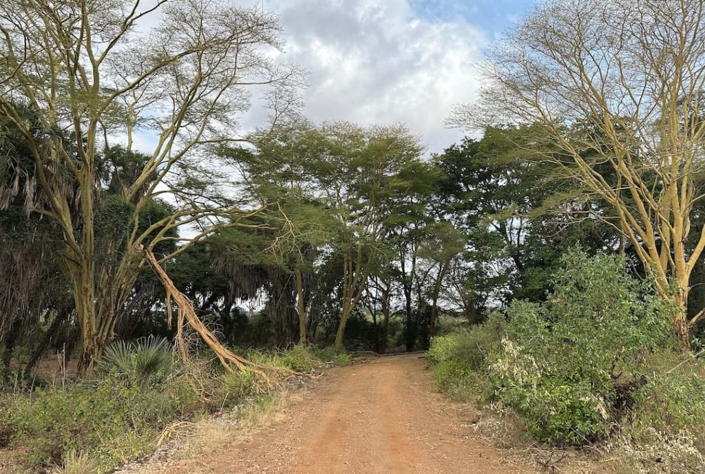Route et paysage verdoyant en direction de la réserve de Taita Hills, Kenya