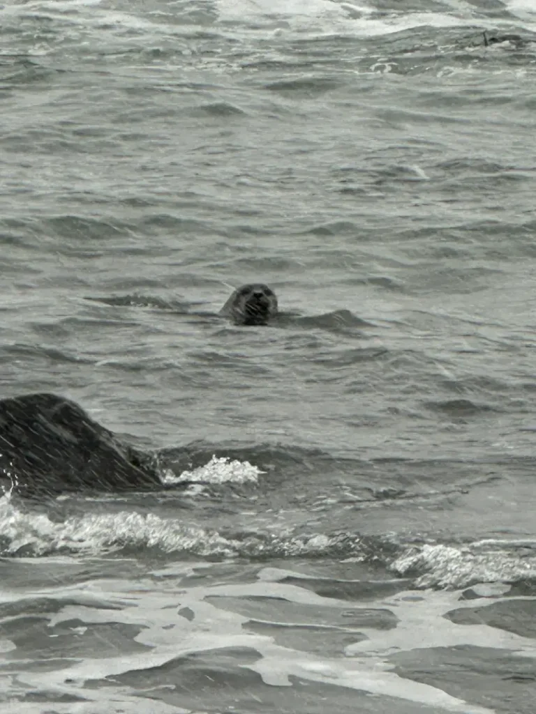 Phoque nageant en mer à Ytri Tunga, péninsule de Snæfellsnes, Islande